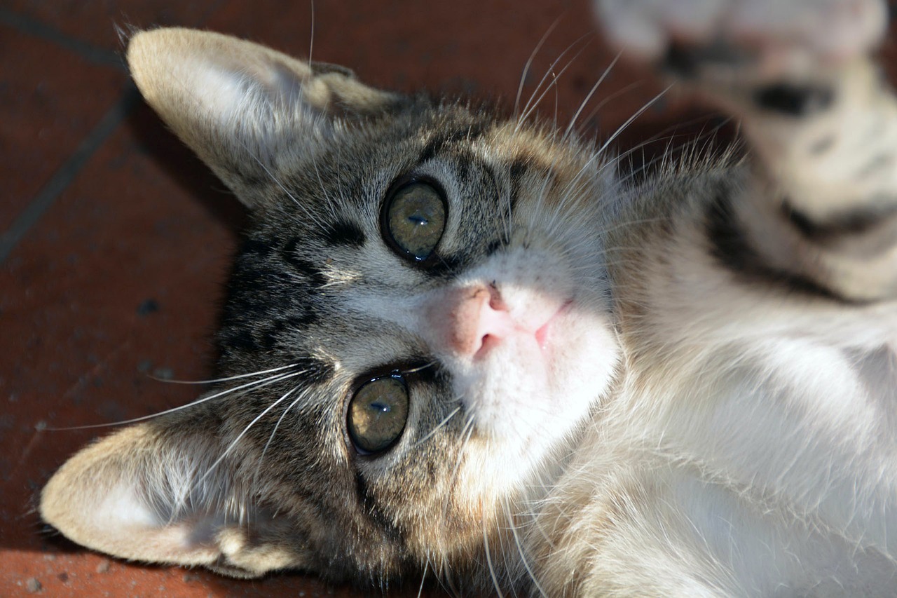 猫咪最新网站，猫奴的新天地探索